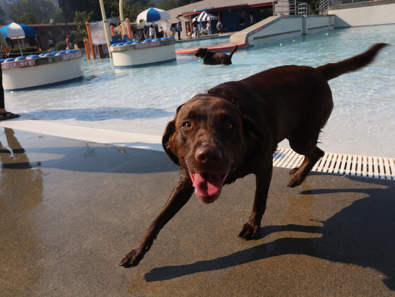 Pooch Plunge 2023