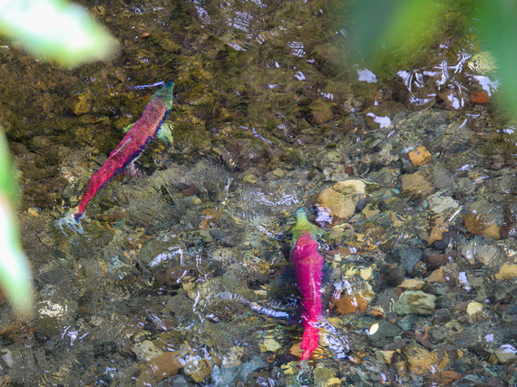 Cedar River Salmon Journey