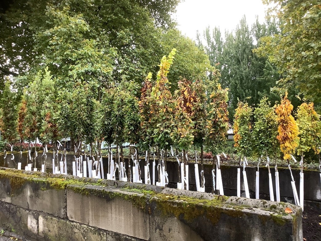 Urban Forestry Tree Planting Project