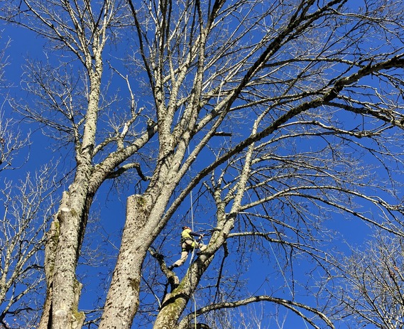 Renton named Arbor Day Foundation 2023 Tree City USA for the 16th consecutive year 