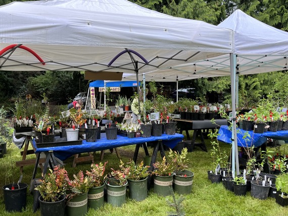 C.A.R.E. annual plant sale and support wetland restoration at Cemetery Pond