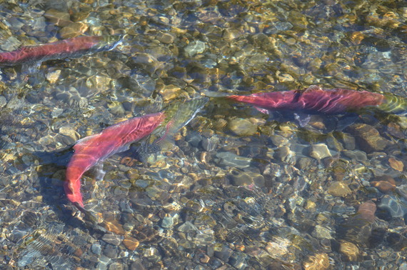 salmon in the Cedar River