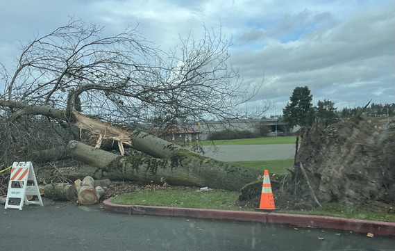 A fallen tree on grass near Renton Community Center