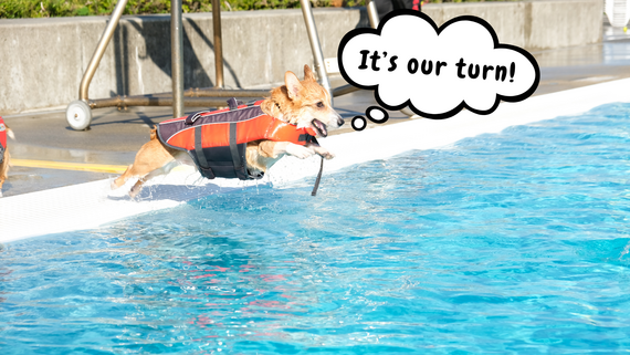 A corgi with a lifevest jumping into the Henry Moses Aquatic Center pool in bellyflop style. Thinking box saying It's Our Turn