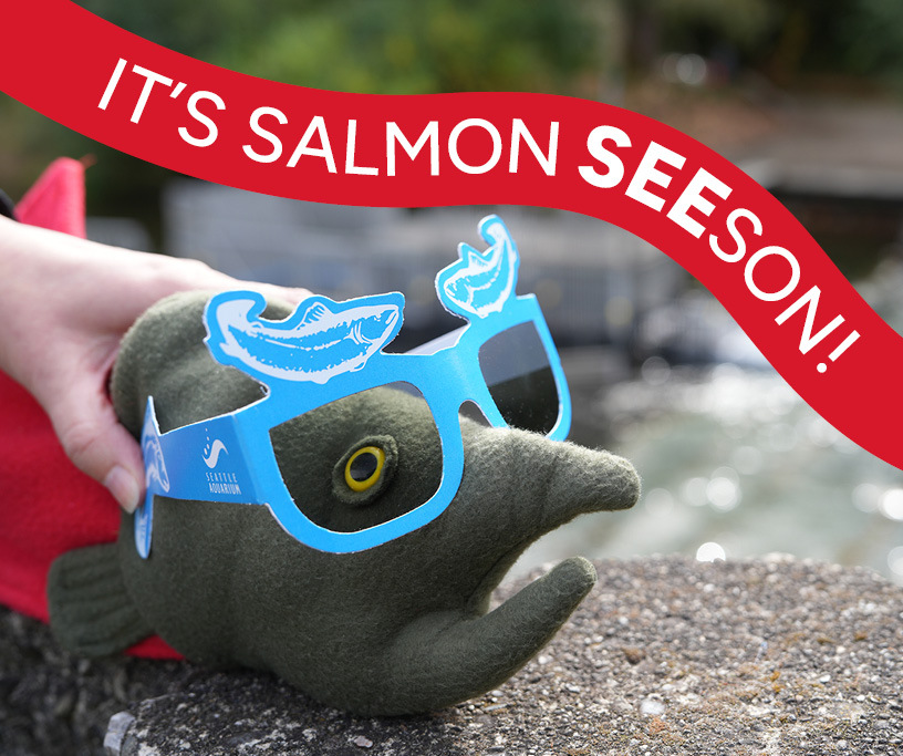 It's Salmon SEEson graphic showing a plush salmon wearing polarized glasses
