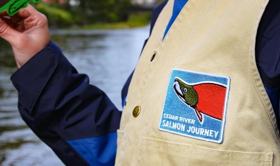 Cedar River Salmon Journey closeup of a trained natrualist's vest - Copy