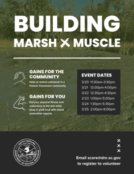 building marsh and muscle