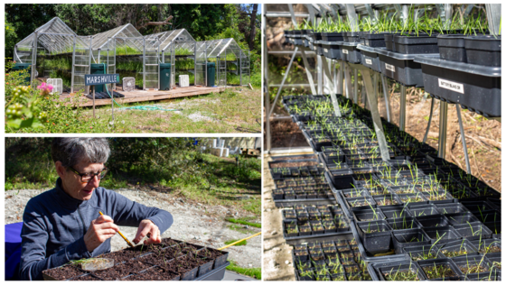 Volunteer with SCDNR's SCORE program and help us restore our salt marshes! 