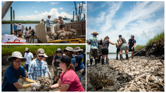 Volunteer with the SCORE program and help rebuild our oyster reefs!