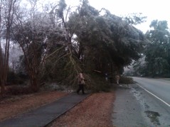 Winter Weather Debris