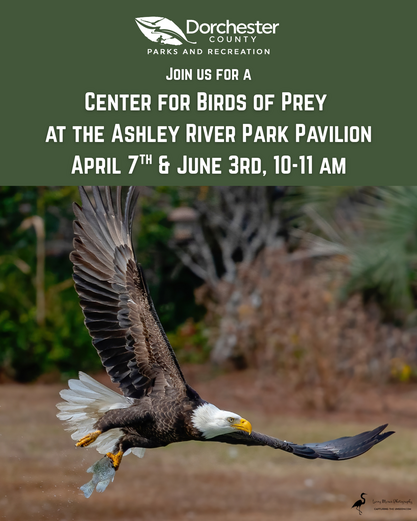 birds of prey