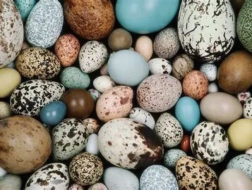 eggs