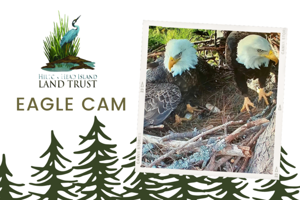 eagle cam