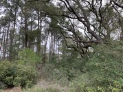 Existing conditions at Patterson Family Part property