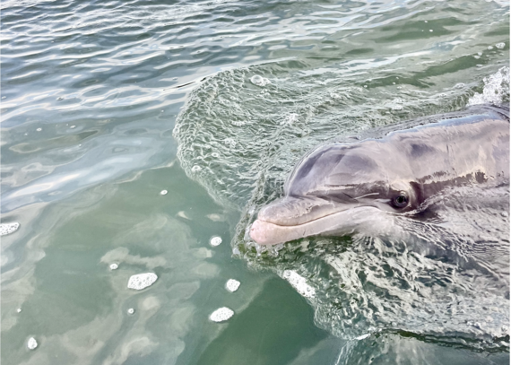 Dolphin swimming in the water