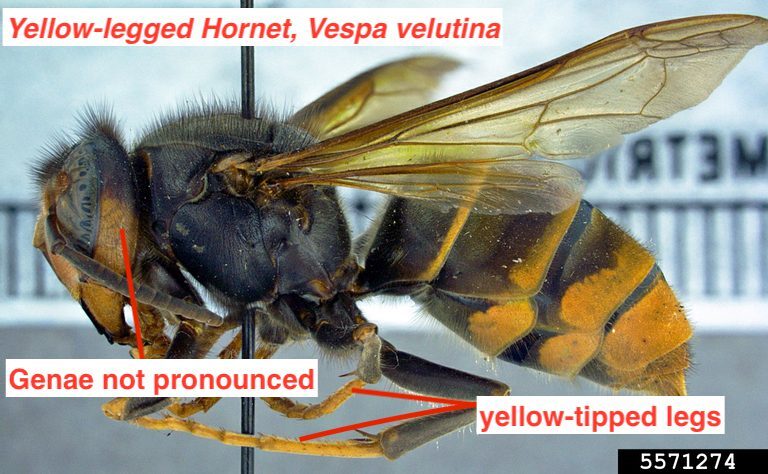 yellow legged hornet