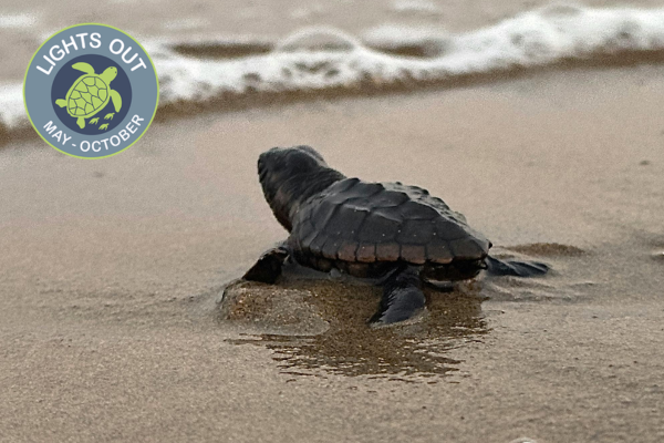 Loggerhead turtle