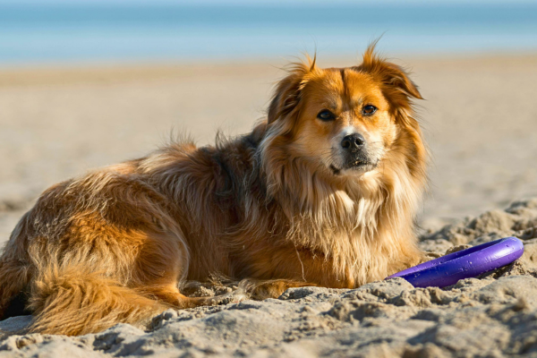 Dog on beach