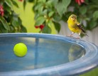 birdbath