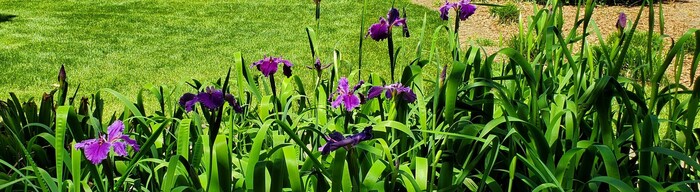 Banner Plants at Glencairn