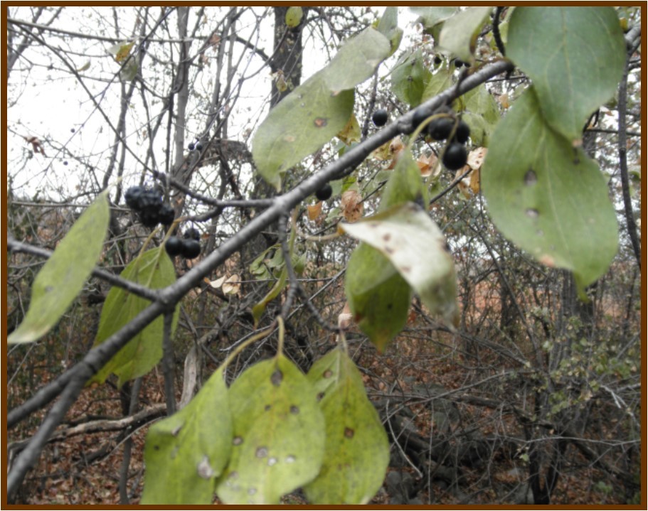 buckthorn