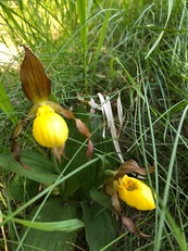 Yellow Ladyslippers