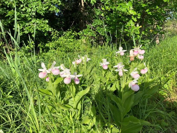 Pink Lady's Slippers