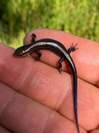 Skink