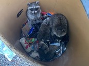 Raccoons