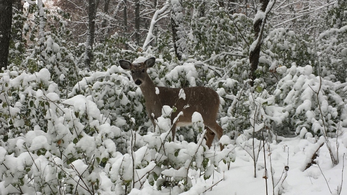 Deer in the snow