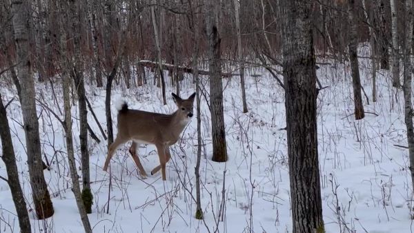 Fawn in the snow