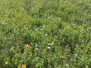 prairie grasses and flowers