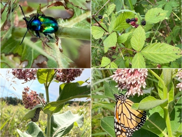 collage of milkweed caterpillar monarch butterfly dogbane beetle and wild berries