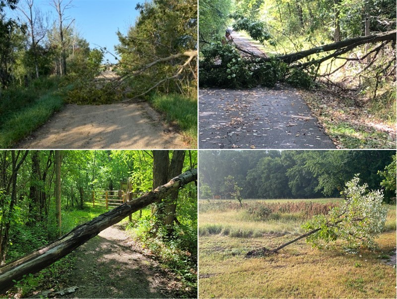 collage of four trees that have fallen down