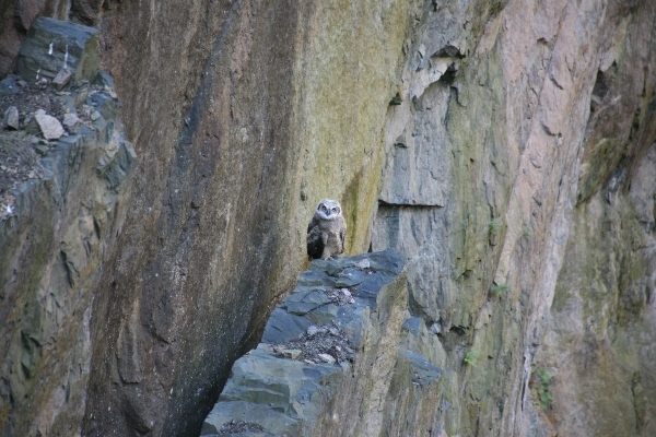 owl on a granite ledge