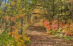 walking trail through woods with fall colored leaves