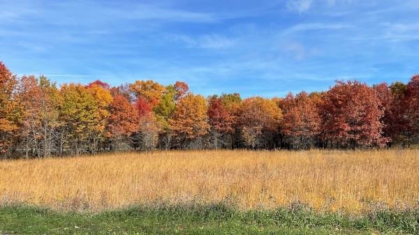 golden prairie with fall covered trees in background
