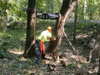 staff cutting down a tree