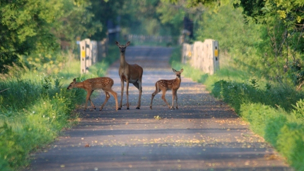 deer standing on a paved trail