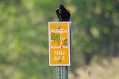 bird sitting on a sign 