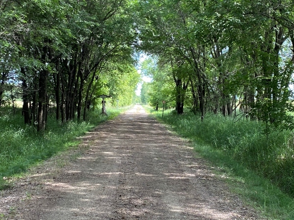 trail leading through the trees