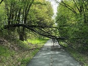 fallen tree across a paved trail