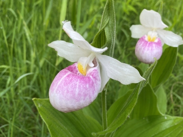 pink lady slippers