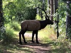 3D archery target in the woods