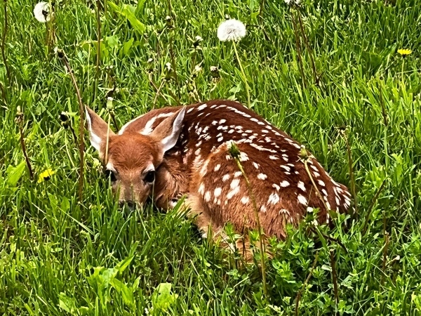 a fawn laying in the grass