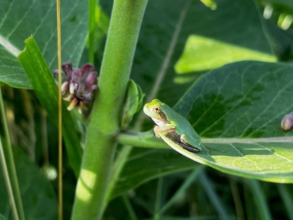 a small green frog sitting on a leaf in the sun