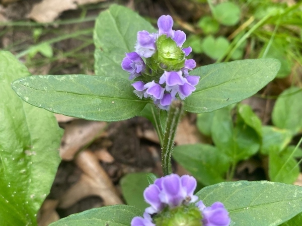 Lance Selfheal plant