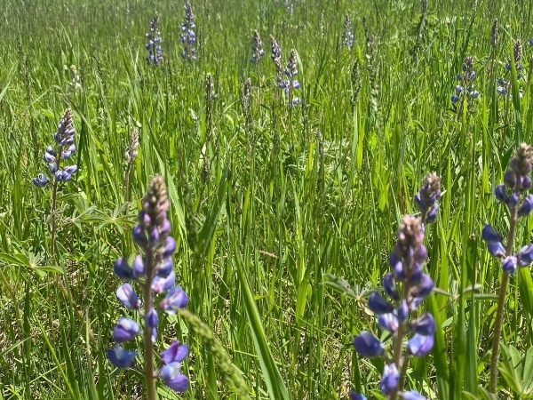 Lupine flowering plant 