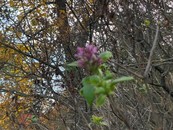Lilacs blooming in the woods