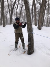 person tapping a maple tree for sap
